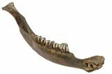 Pleistocene Aged Fossil Bison Jaw Bone - Kansas #152245-7